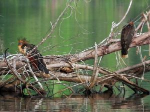 Hoatzin vogels in Amazone oerwoud