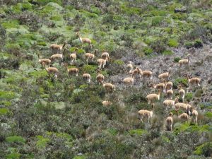 Groep vicuñas in Ecuador