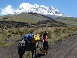 Vicuña trektocht in Andes Ecuador
