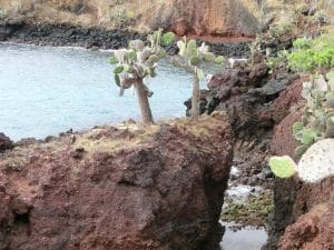 Cactus op de Galapagos Eilanden