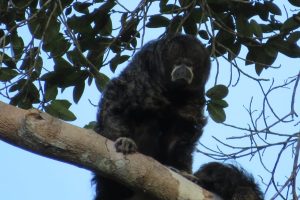 Wolaap in Cuyabeno Reservaat