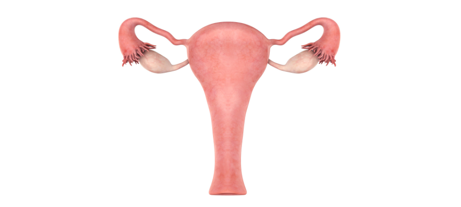 Livmoderen – viden om organer