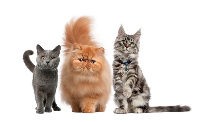 Wie alt werden Katzen-Kommt auf die Katzenrasse an