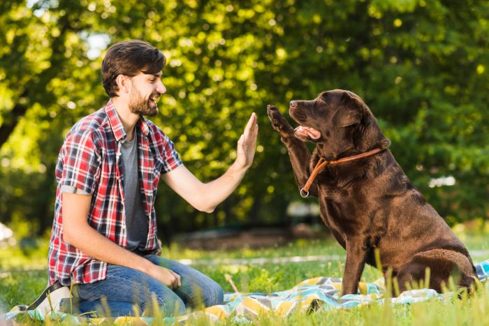 Hund frisst Gras-Wie Sie damit umgehen sollten