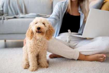 Hund pinkelt in Wohnung obwohl er draußen war