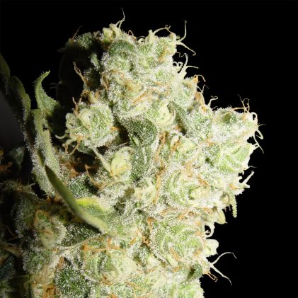 White Widow