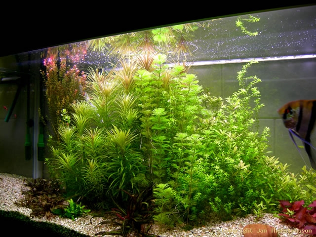 Akvarium-arkiv - av 37 - Elexidor