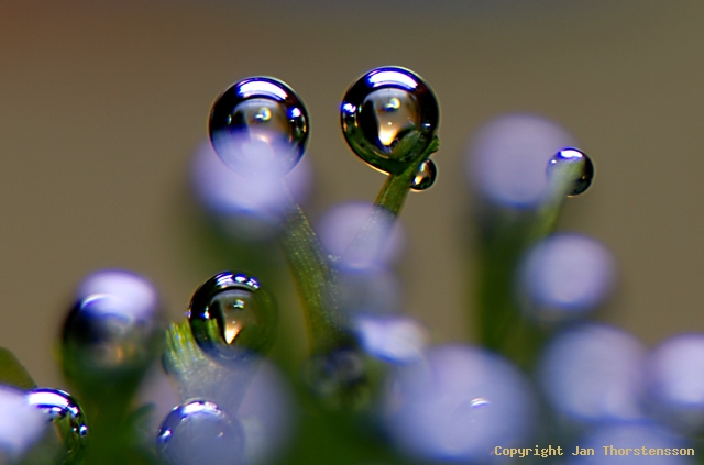 Och så dagens bubbelbilder