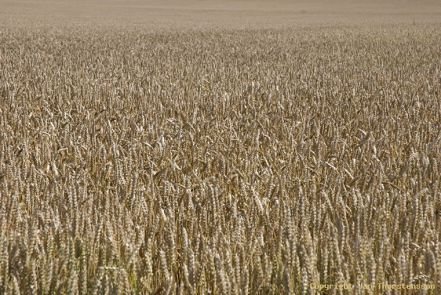 Yellow fields