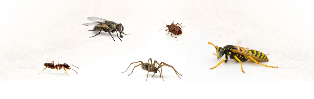 insectes-1