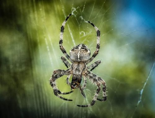 Arachnofobie - angst voor spinnen