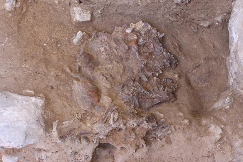 The skull of Shanidar Z, flattened by thousands of years of sediment and rock fall, in situ in Shanidar Cave, Iraqi Kurdistan. Credit: Graeme Barker.