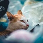 VerpackG : Verbot der Kunststofftragetaschen
