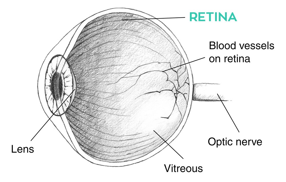 retina-øje2