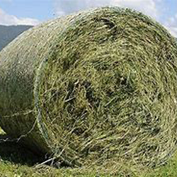 Large hay bale (DM* > 85%)