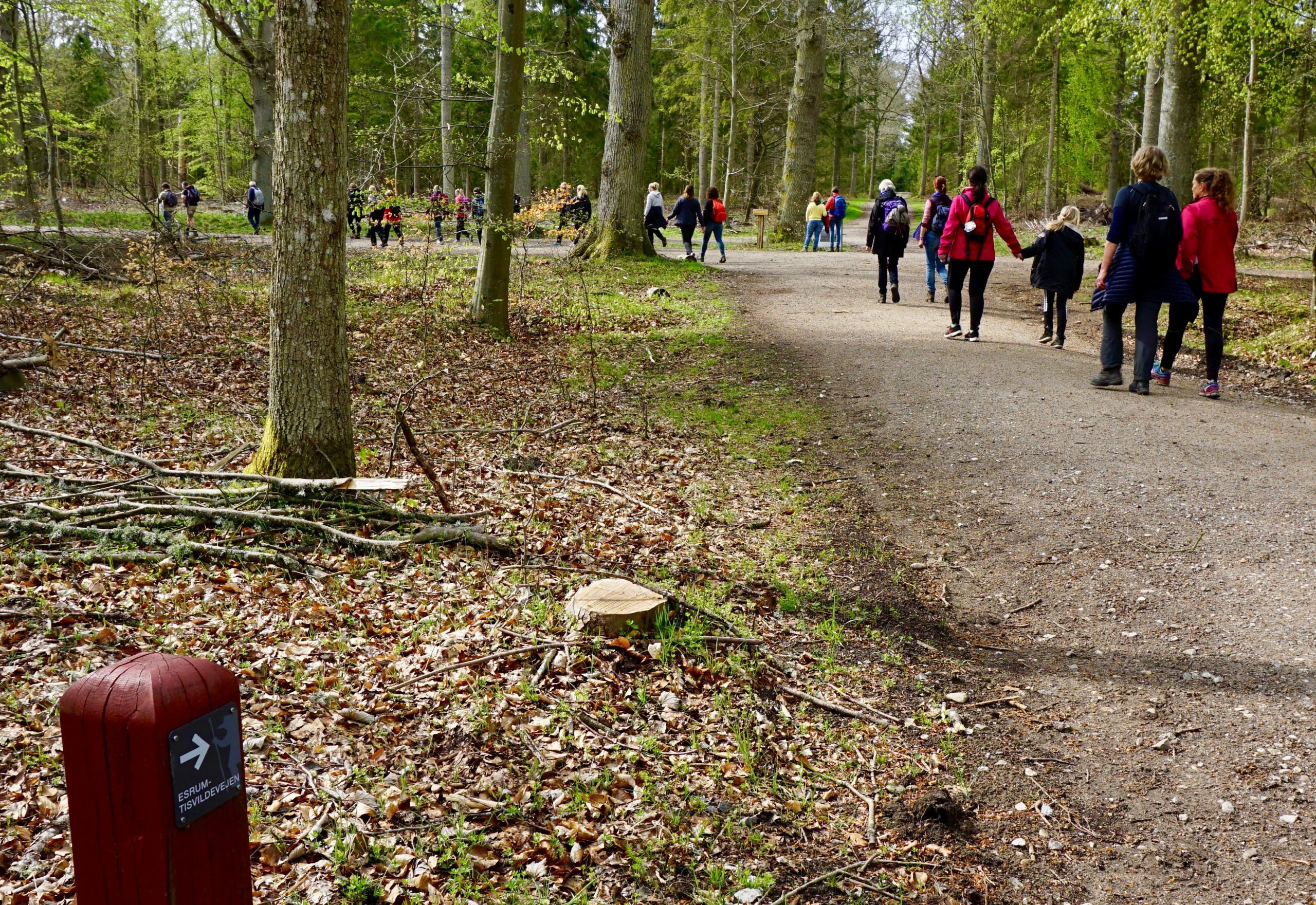 Løvspringstur i Tisvilde Hegn d. 27.4.19