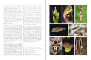 sample pages "The flower of the European orchid - Form and function" 26-27