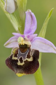 review Simon Tarrant of The lfower of the European orchid - Form and function