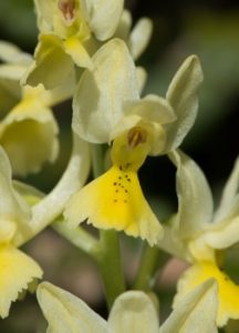 review Bertrand Schatz of The flower of the European orchid - Form and function