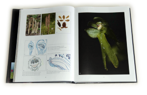 sample pages "The flower of the European orchid - Form and function" 80-81
