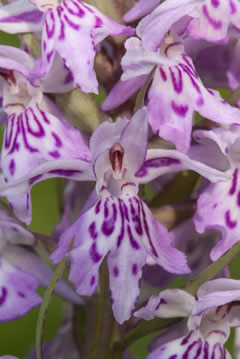 Order The flower of the European orchid - Form and function