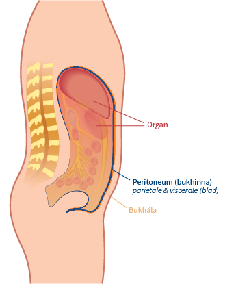 Peritoneum i genomskärning