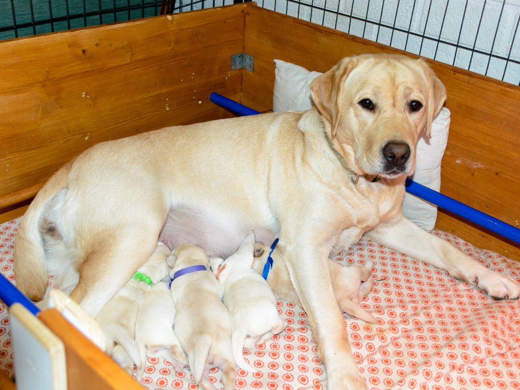 Toegewijde moeder hond met puppies