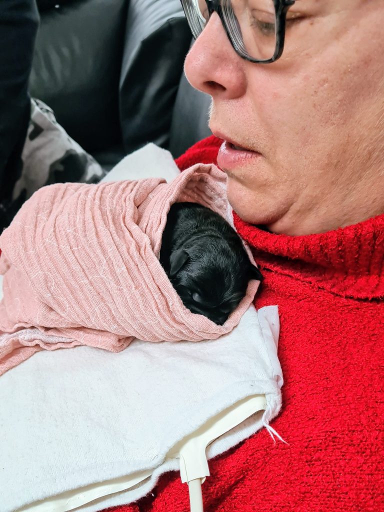 Kleine zwarte pup ligt gewikkeld in een doek op Moniek om warm te blijven.