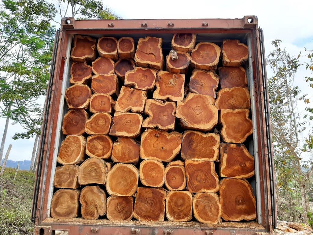 Teak rough logs for sale