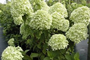 Hydrangea P Lime Light