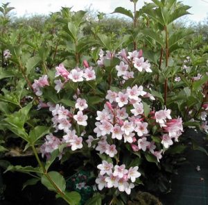 weigela florida midnight wave weigela florida midnight wave