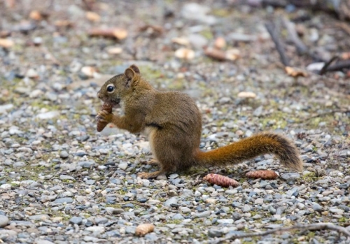 Frokost og foto-stop - et egern mere