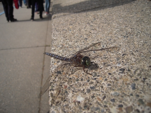 Direkte fra lufthavnen ud og se natur - Her en træt og stor guldsmed