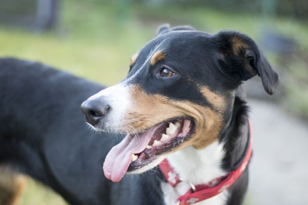 appenzeller sennenhund, sennenhund, schweizer hund-3755018.jpg