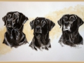 3 Labradors