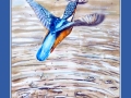 kingfisher2