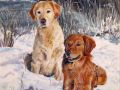 Goldens im  Winter