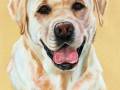 Yellow-Lab