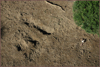 Mondlandschaft? Truppenübungsplatz??? Neee - unser Garten nach Payton's Bearbeitung :-)