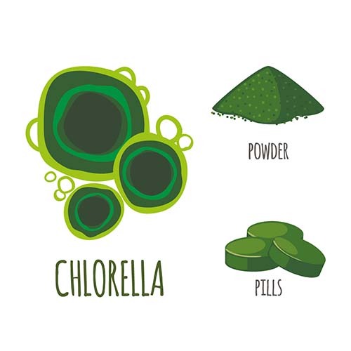 Chlorella