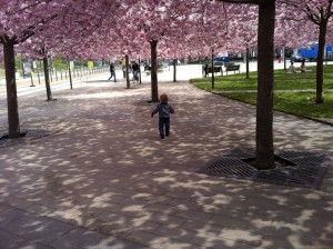 Hugo och körsbärsträden i Hammarby Sjöstad