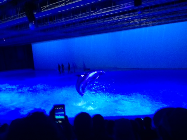 Delfinshow på Kolmården 
