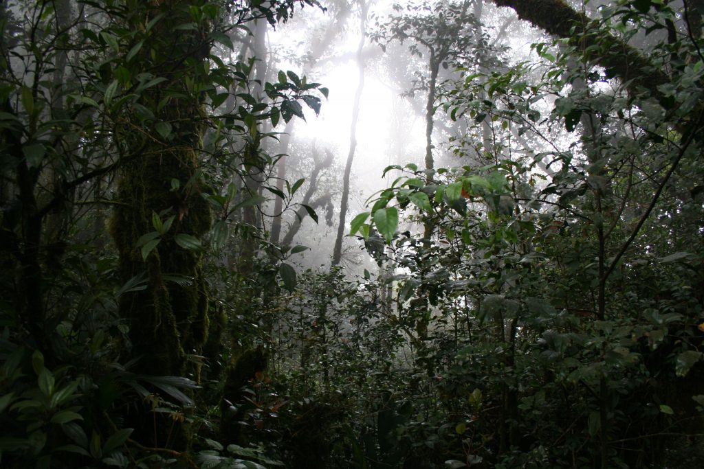 Djungel i Cameron Highlands