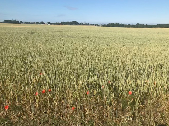 Borgeby i Skåne