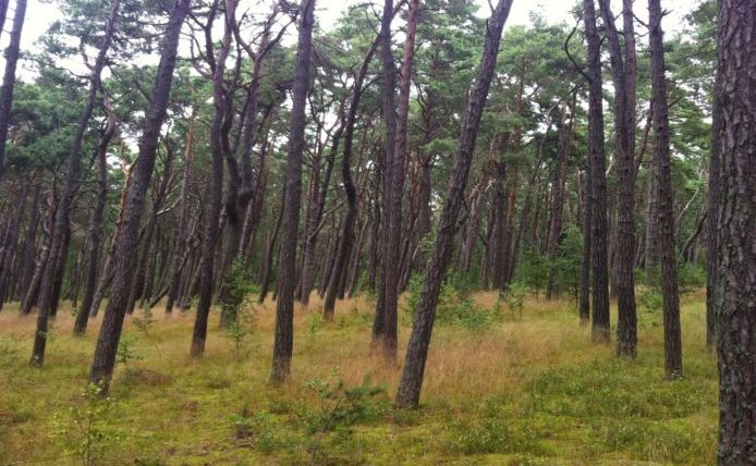 Skog i Nida, Litauen