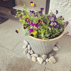 Blommor på Eknäsvägen