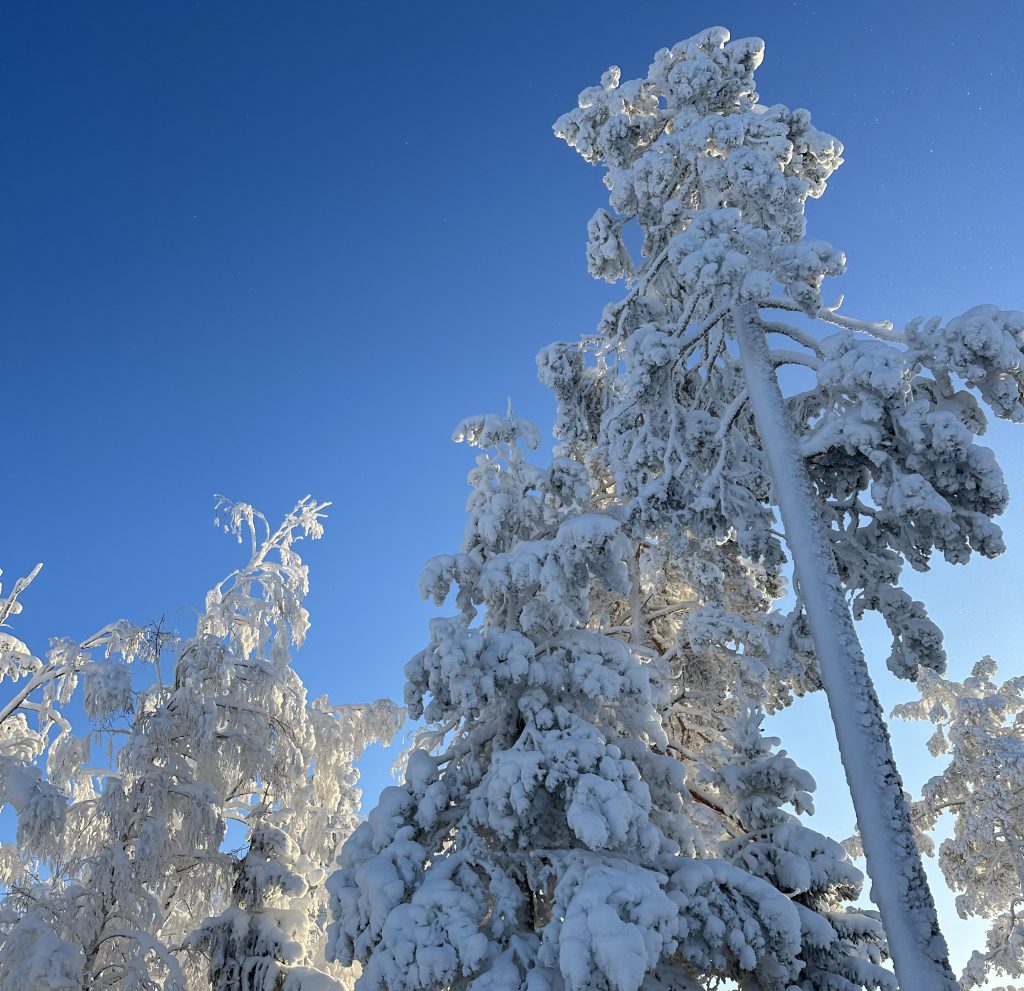 Kungsberget 2024