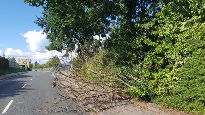 23.08.2020 Baum über Fahrbahn