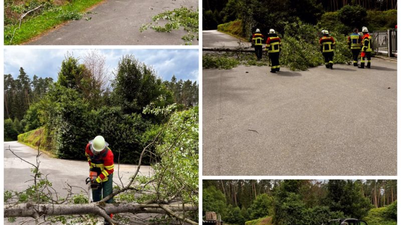 06.07.2024 Baum auf Straße