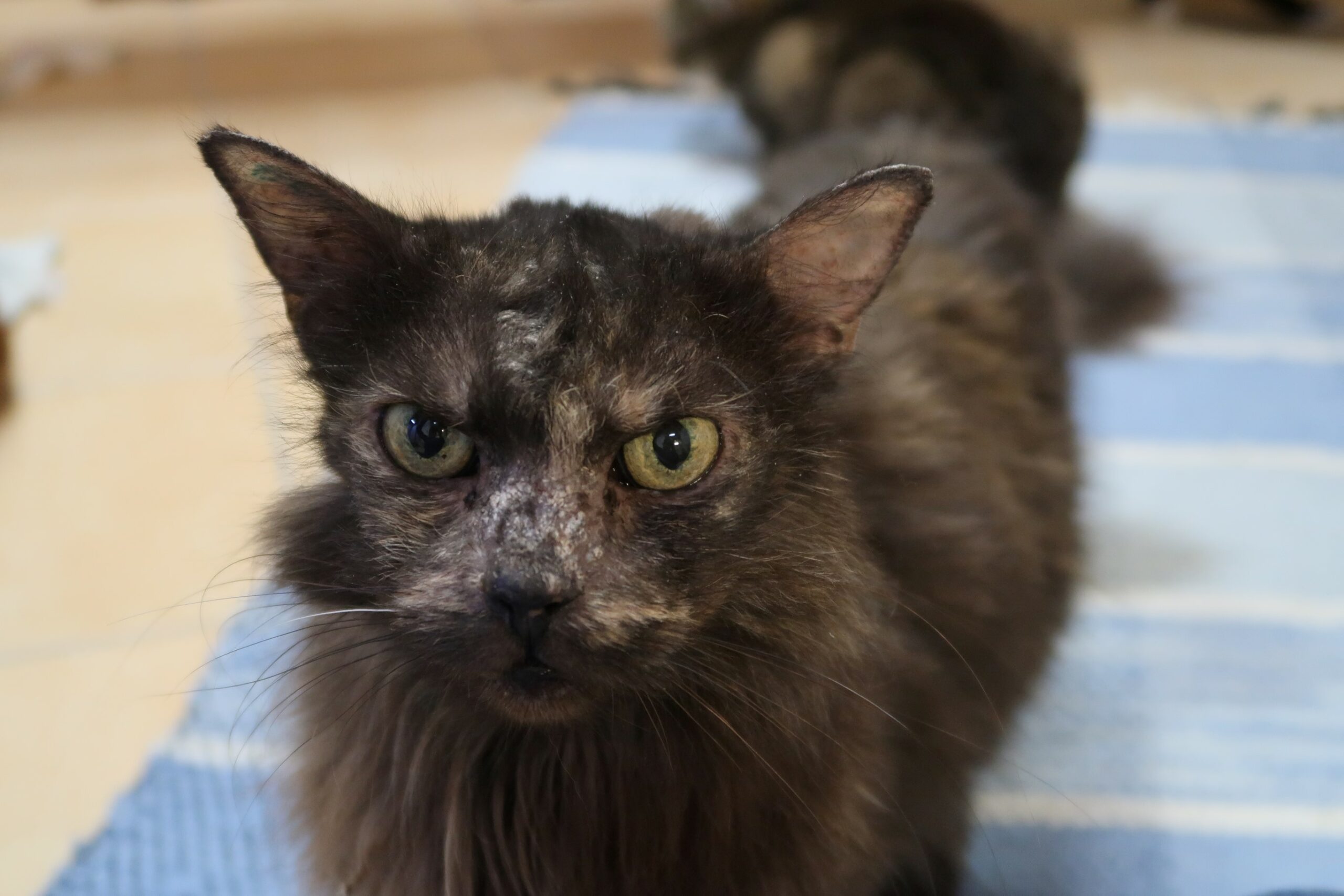 Amelie – Föreningen för Höörs Hemlösa Katter